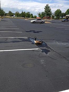 Click image for larger version

Name:	birdie.jpg
Views:	349
Size:	154.3 KB
ID:	1271588